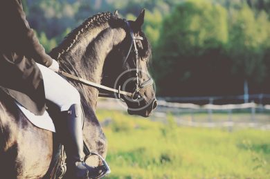 When Horses Have Trouble Getting Along