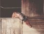 Feeding Horses For Competition